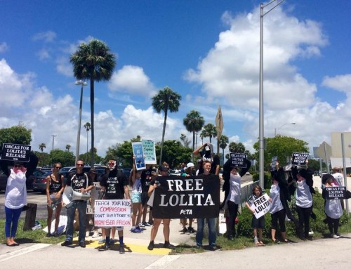 On the 47th Anniversary Of Lolita’s Capture, Protesters Demand That Miami Seaquarium Sets Her Free